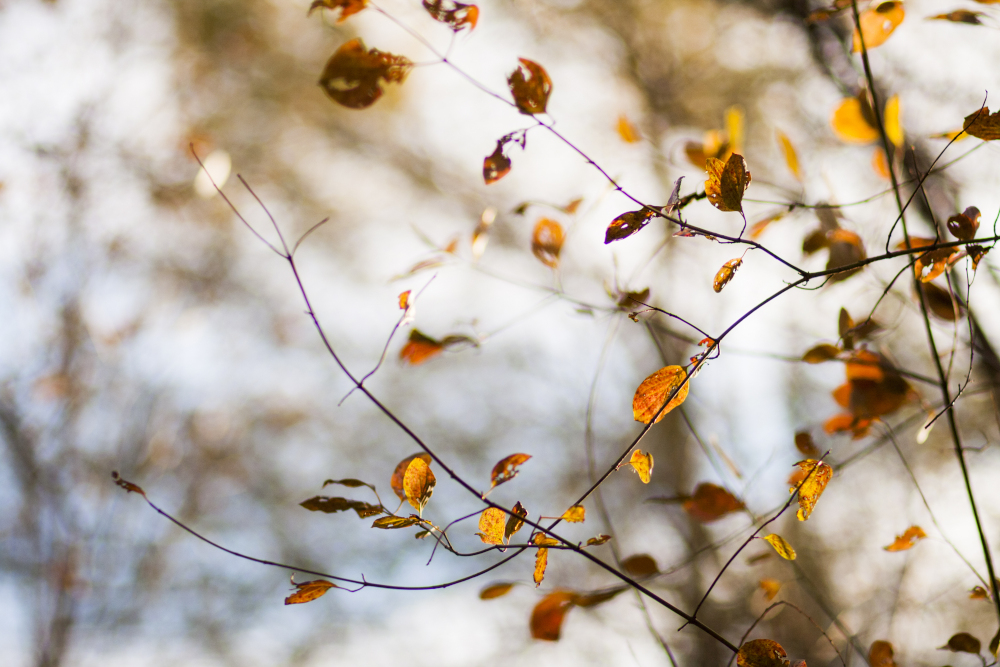 Pogoda na piątek, 28 istopada