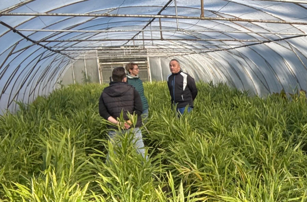 Czy jest polski imbir?