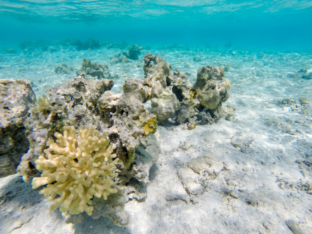 Korale na całym świecie bledną i wymierają z powodu ocieplenia klimatu