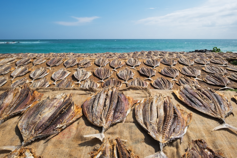 Proces suszenia ryb na słońcu