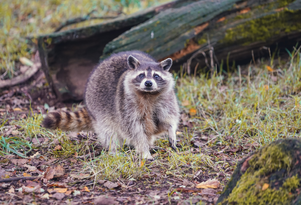 Szopy pracze jako zwierzęta domowe?