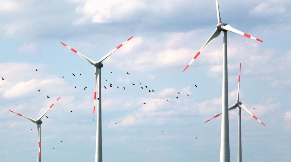 Farmy wiatrowe rozmieszczone są na trasie wielu ptasich szlaków migracyjnych