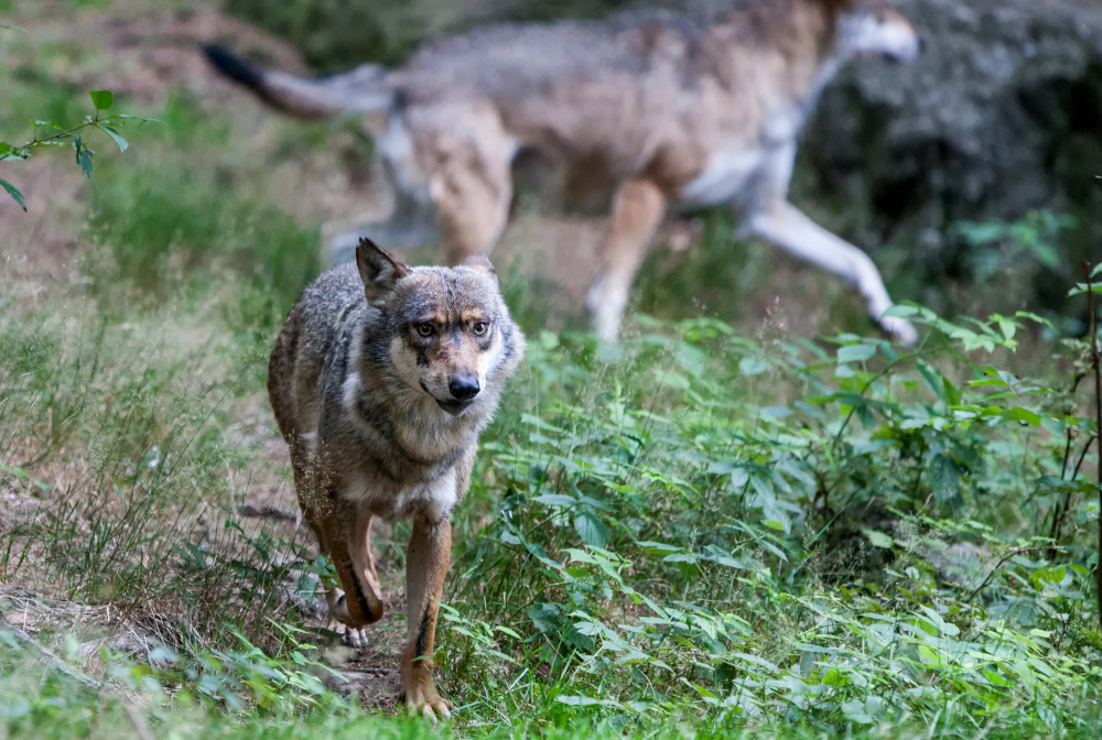 Wilczy spryt w akcji: to nagranie zmienia to, co wiemy o tych drapieżnikach