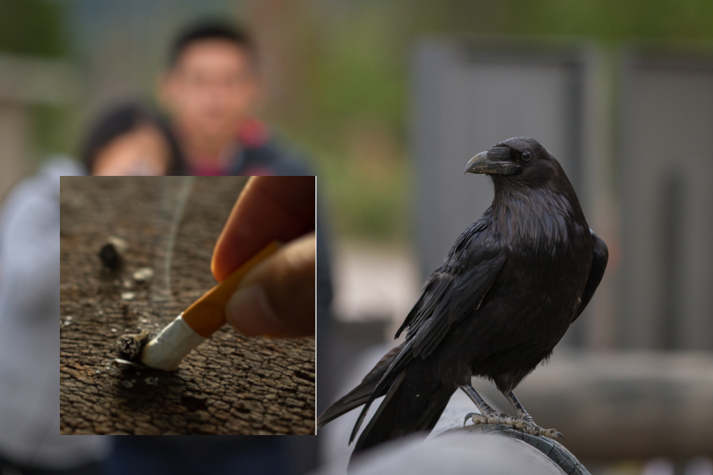 Wrony sprzątają po ludziach?! Szwedzki eksperyment, który stawia niewygodne pytania