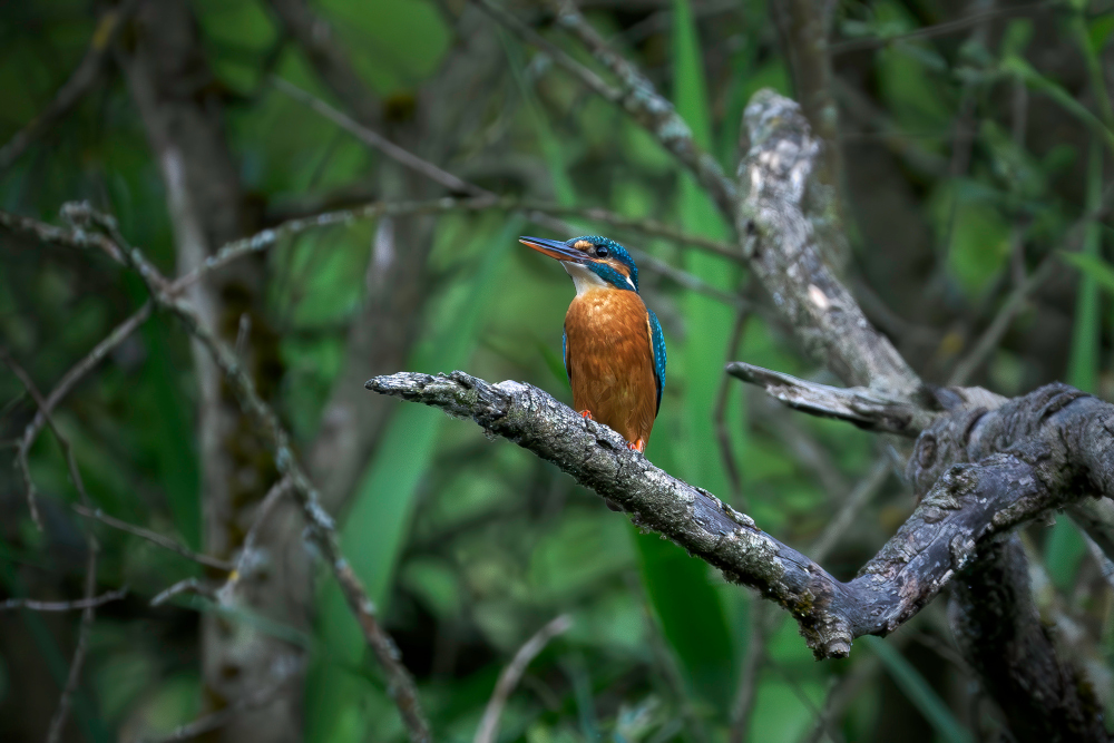 Park Narodowy Doliny Dolnej Odry miał objąć obszar o powierzchni 3856 ha. Na tym terenie występuje ponad 230 gatunków ptaków