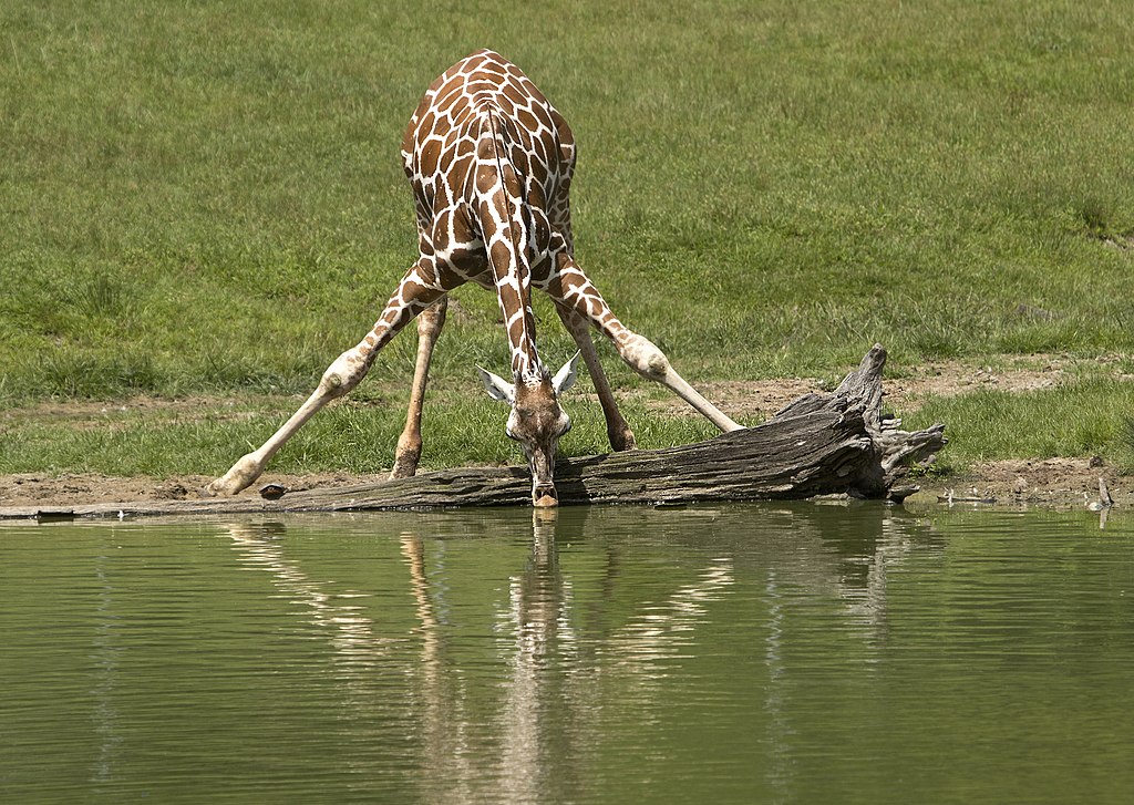 Żyrafa pijąca wodę