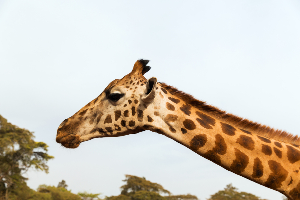 Szyja dorosłej żyrafy może sięgać ponad 2 metry