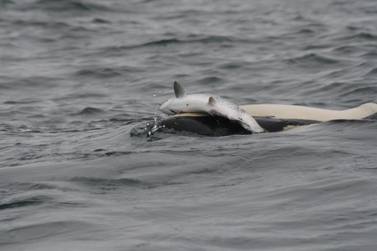 Zdjęcie orki z martwym łososiem na głowie z 2024