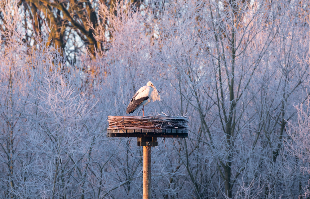 Bocian biały zimą w Europie Środkowej – przykład adaptacji ptaków do zmian klimatu i dostępności jedzenia w pobliżu ludzi