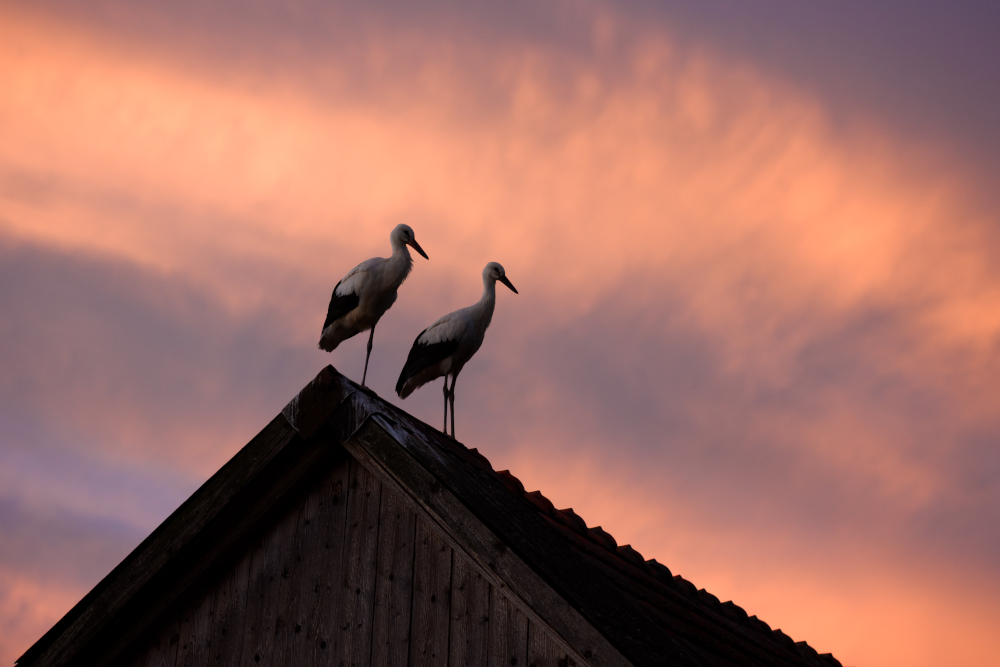 Populacja bociana białego w Polsce