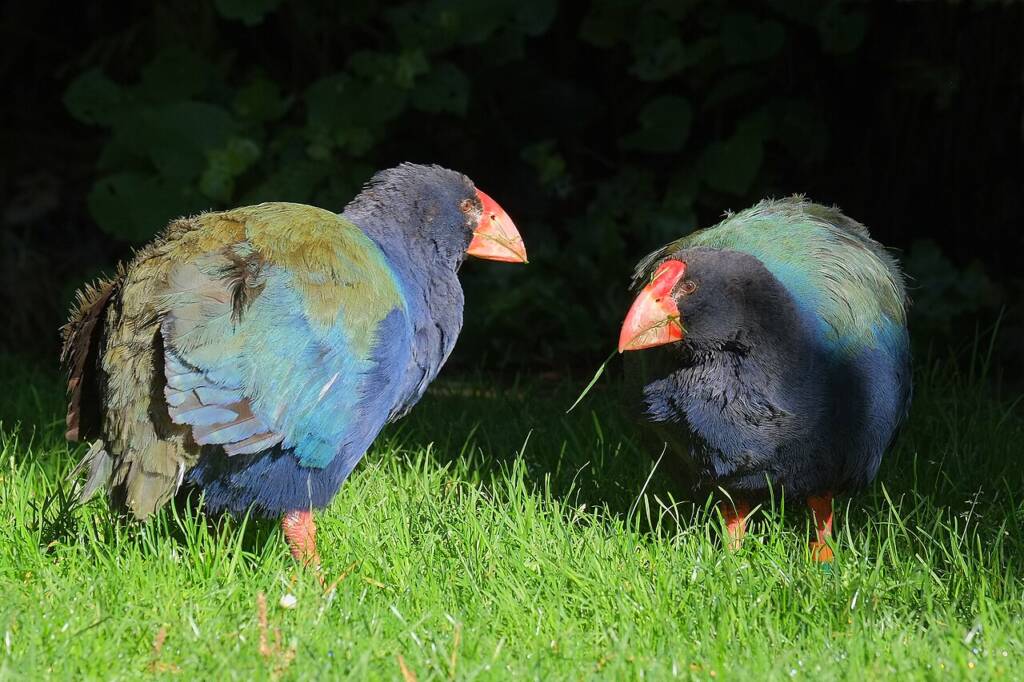 Narodziny pisklęcia rzadkiej pary takahē, którą uważa się za bezpłodną