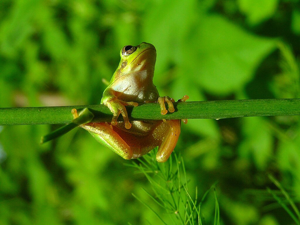 W jelitach japońskiej żaby drzewnej (Dryophytes japonicus) kryje się bakteria o wyjątkowych właściwościach przeciwnowotworowych