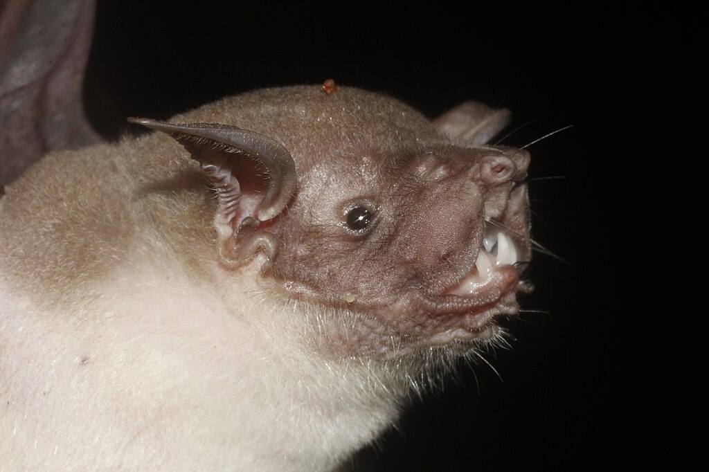 Rybak nocny (Noctilio leporinus) w locie, nietoperz o rudobrązowym futrze na tle nieba.