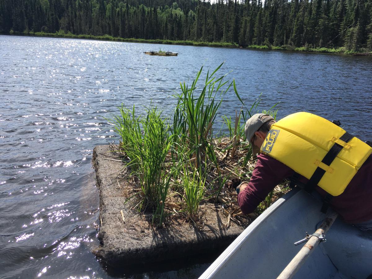 Pływające mokradła w Ontario w Kanadzie