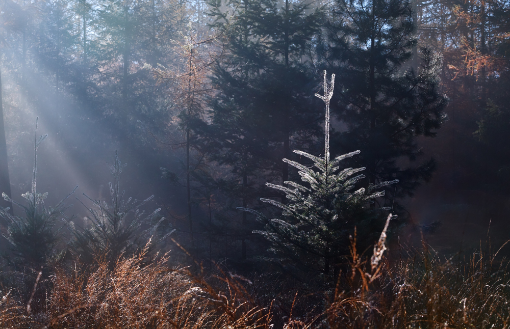 Pogoda na środę, 10 grudnia 2025 roku