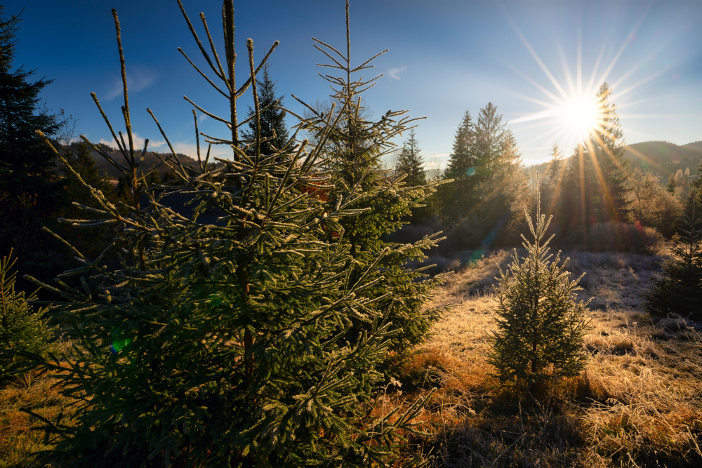 Pogoda na wtorek, 16 grudnia