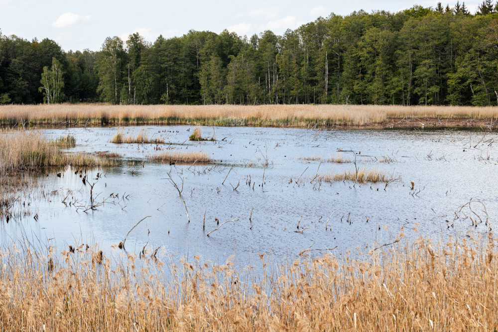 Mokradła w Poleskim Parku Narodowym