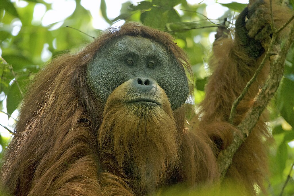 Orangutan Pongo tapanuliensis
