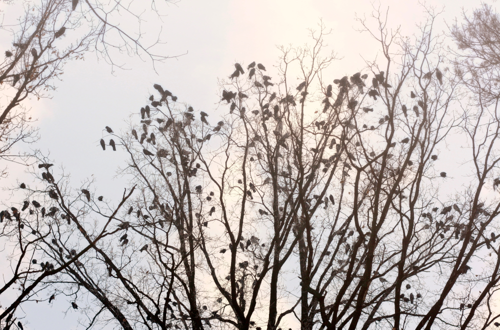 Sylwestrowe fajerwerki wstrząsają ptakami – stres może trwać nawet 10 dni