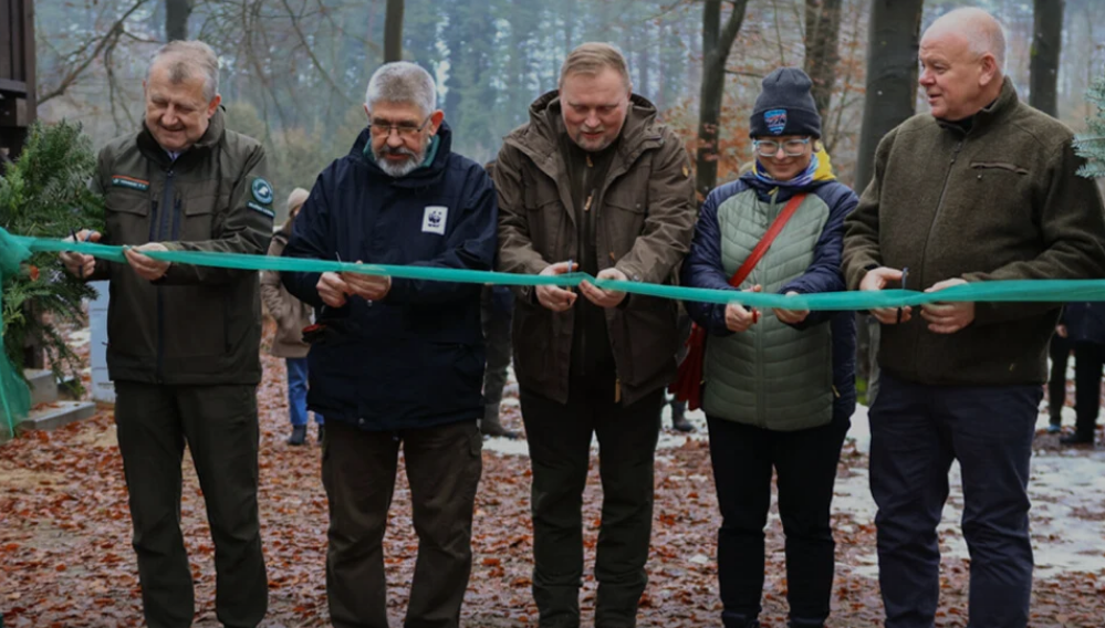 Co dalej z rysiem w Polsce? Eksperci alarmują, a nowy ośrodek daje nadzieję