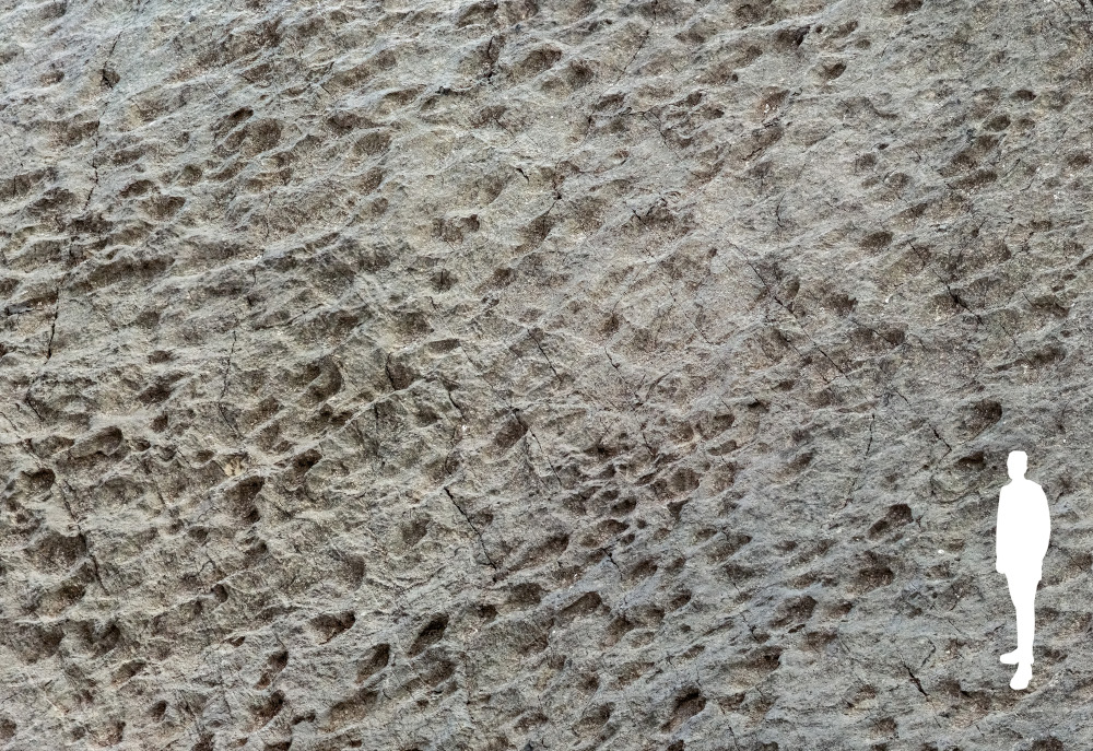 Tysiące śladów dinozaurów odkryte we Włoszech! Naukowcy mówią o największej sensacji w Alpach