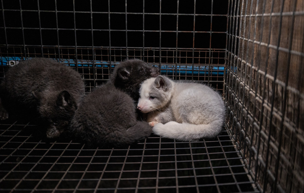 Historyczny dzień dla zwierząt. Polska wprowadza zakaz hodowli na futra