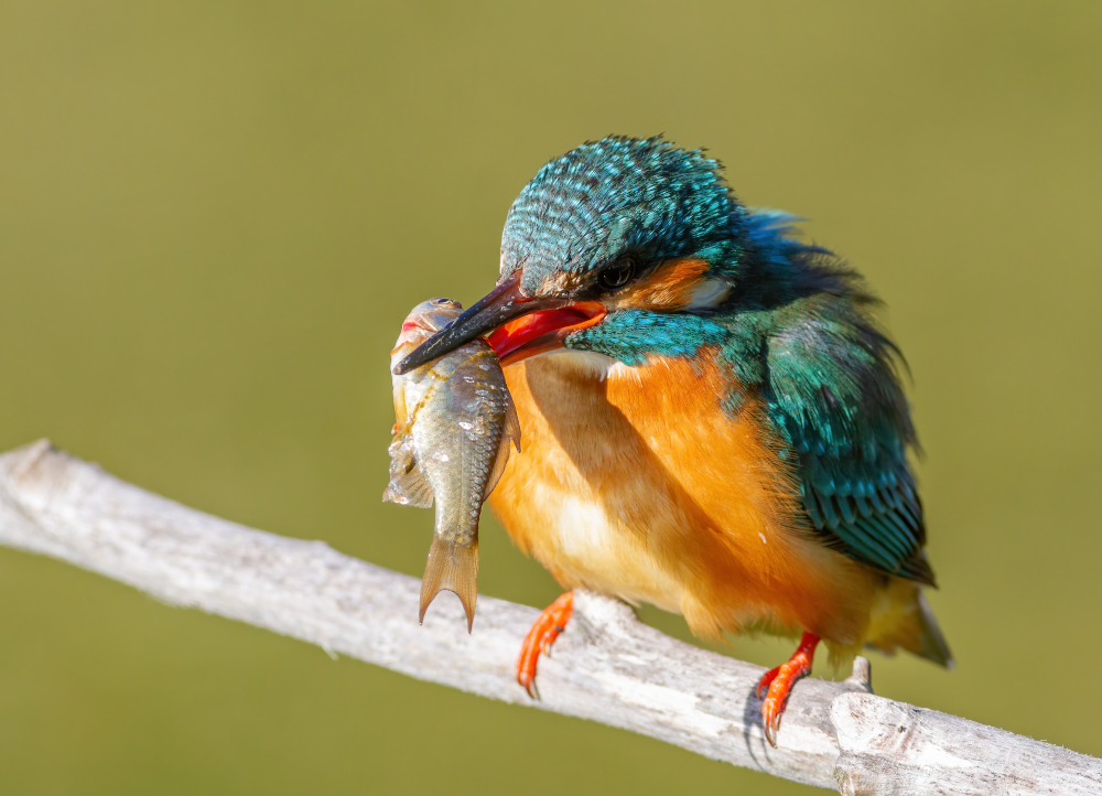 Plebiscyt Zwierzę Roku 2026