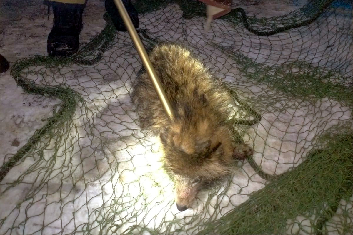 Aktualności Moje strony Strona główna Mapa serwisu Zaskakujący finał interwencji dotyczącej błąkającego się przy drodze „psa”