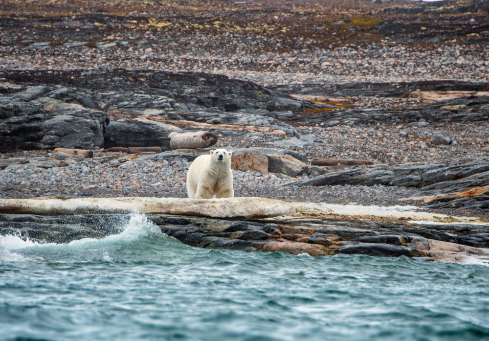 Arktyka wchodzi w nową erę pogodową. Naukowcy ostrzegają przed lawiną ekstremów