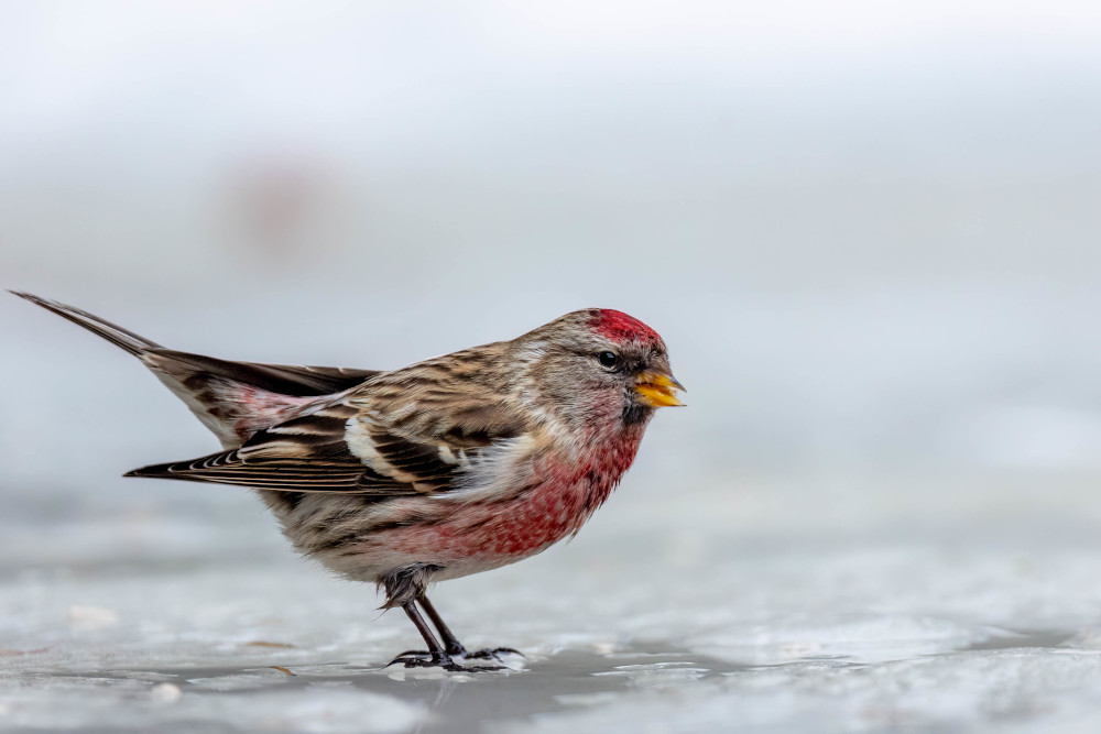 Samiec czeczotki zwyczajnej (Acanthis flammea) z czerwonym upierzeniem głowy i różową piersią, siedzący na gałęzi w Polsce