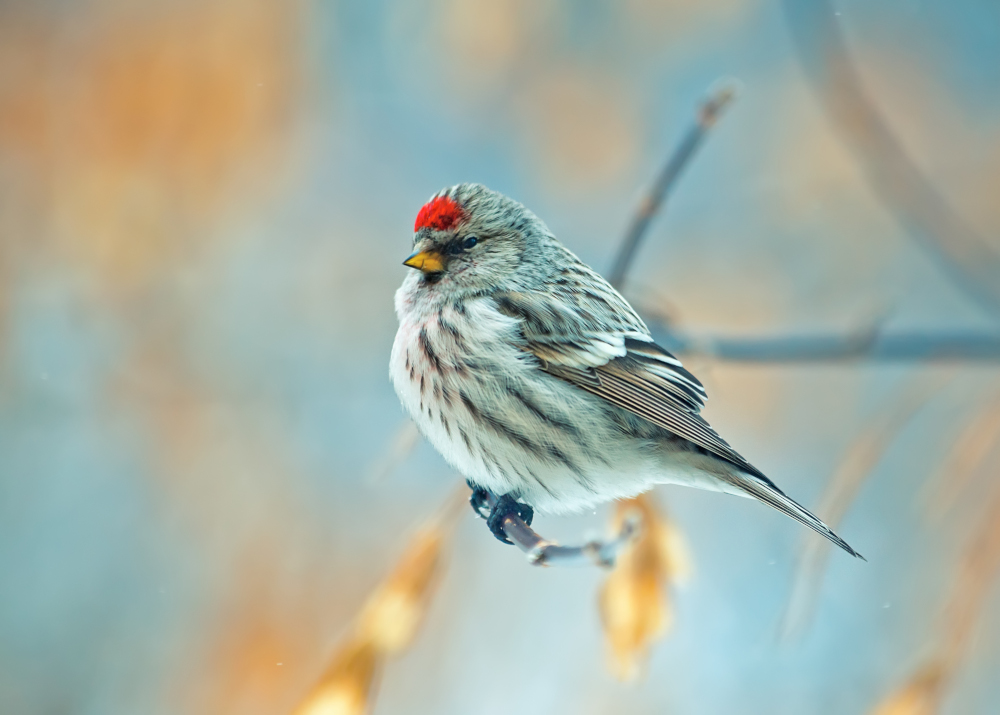 Czeczotka zwyczajna – ptak wróblowaty na gałęzi w Polsce