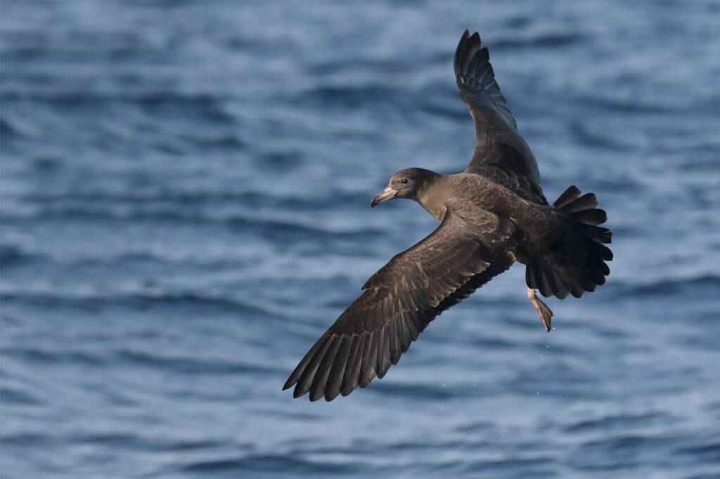 Burzyk bladodzioby (Ardenna carneipes)
