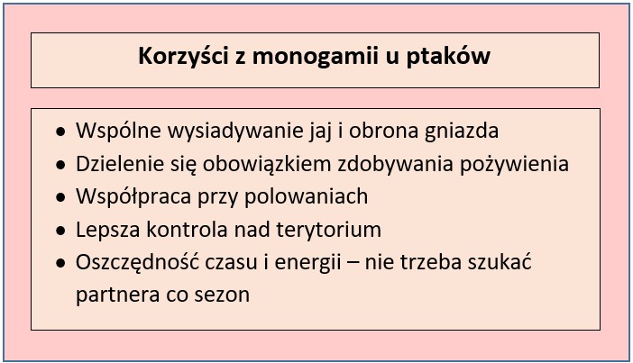 Tabela przedstawiająca korzyści z monogamii u ptaków; opracowanie własne na podst. Birdfy.com