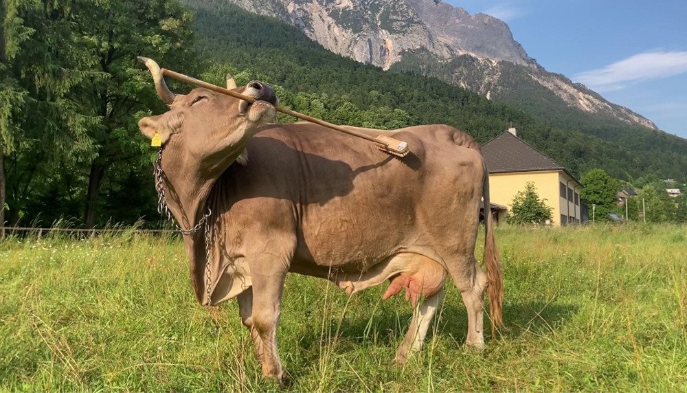 Krowy zaskakują inteligencją – zobacz, co potrafi Veronika!