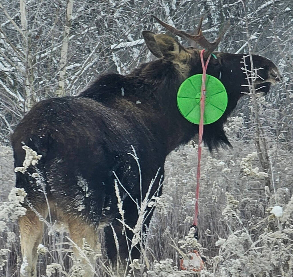 Łoś z nietypową ozdobą na głowie