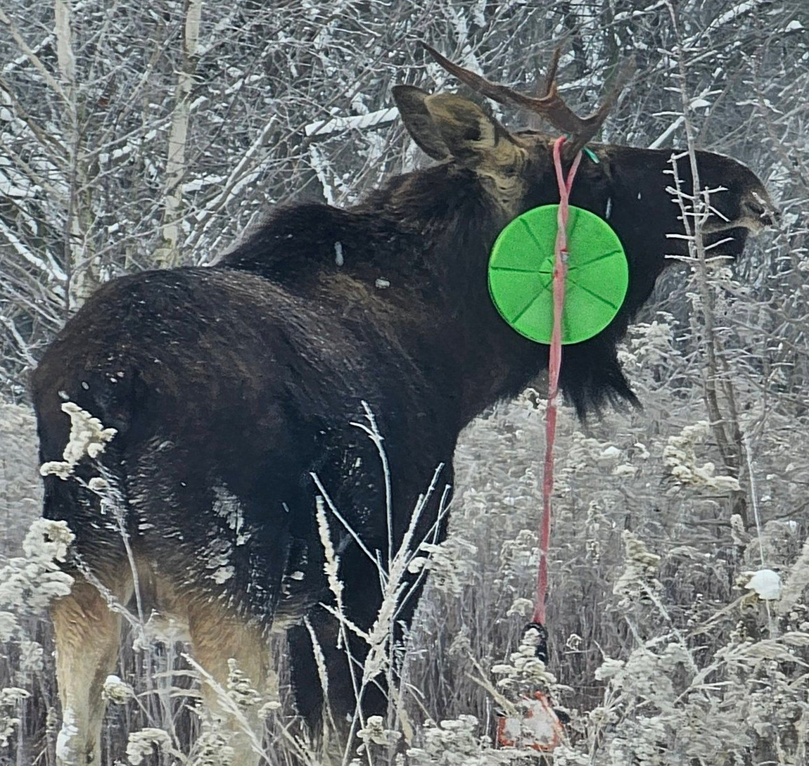 Łoś z nietypową ozdobą na głowie