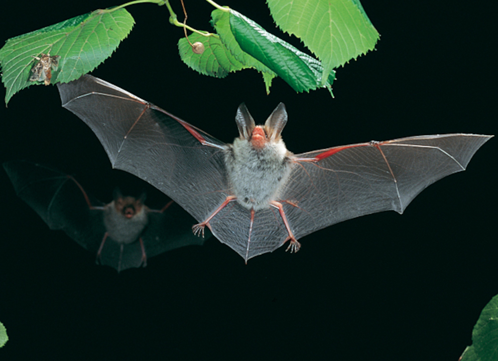 Nowy gatunek nietoperza w Kampinoskim Parku Narodowym - nocek Bechsteina