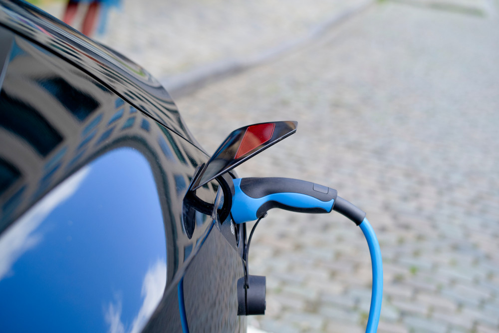 Artystyczna rekonstrukcja wyglądu osobnika gatunku Hallucigenia