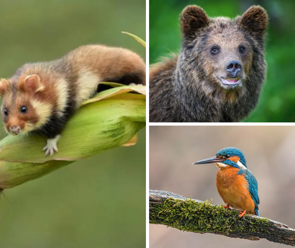 W Polsce trwa plebiscyt na Zwierzę Roku 2026, organizowany przez Ministerstwo Klimatu i Środowiska (MKiŚ)