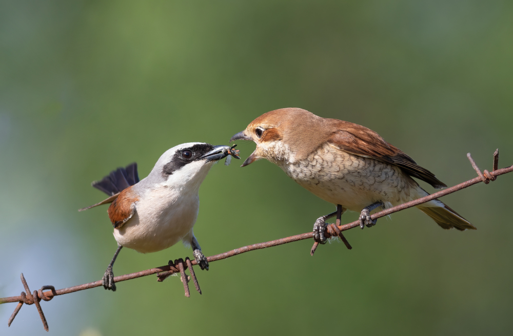 Samiec gąsiorka karmi swoją wybrankę, aby wkraść się w jej łaski
