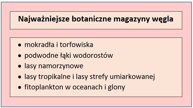 Tabela przedstawiająca najważniejsze botaniczne magazyny węgla; opracowanie własne
