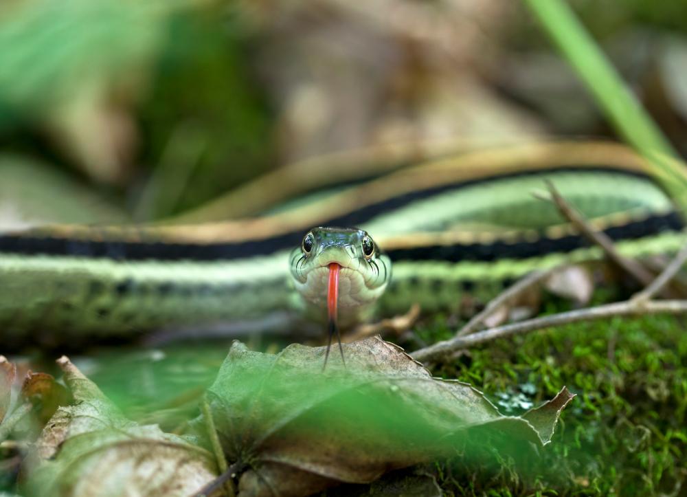 Węże ogrodowce są naturalnie odporne na truciznę obecną na skórze ropuch i salamander