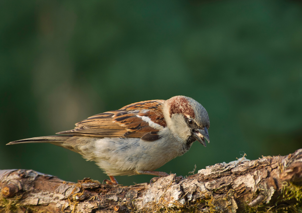 Wróbel pospolity (Passer domesticus)