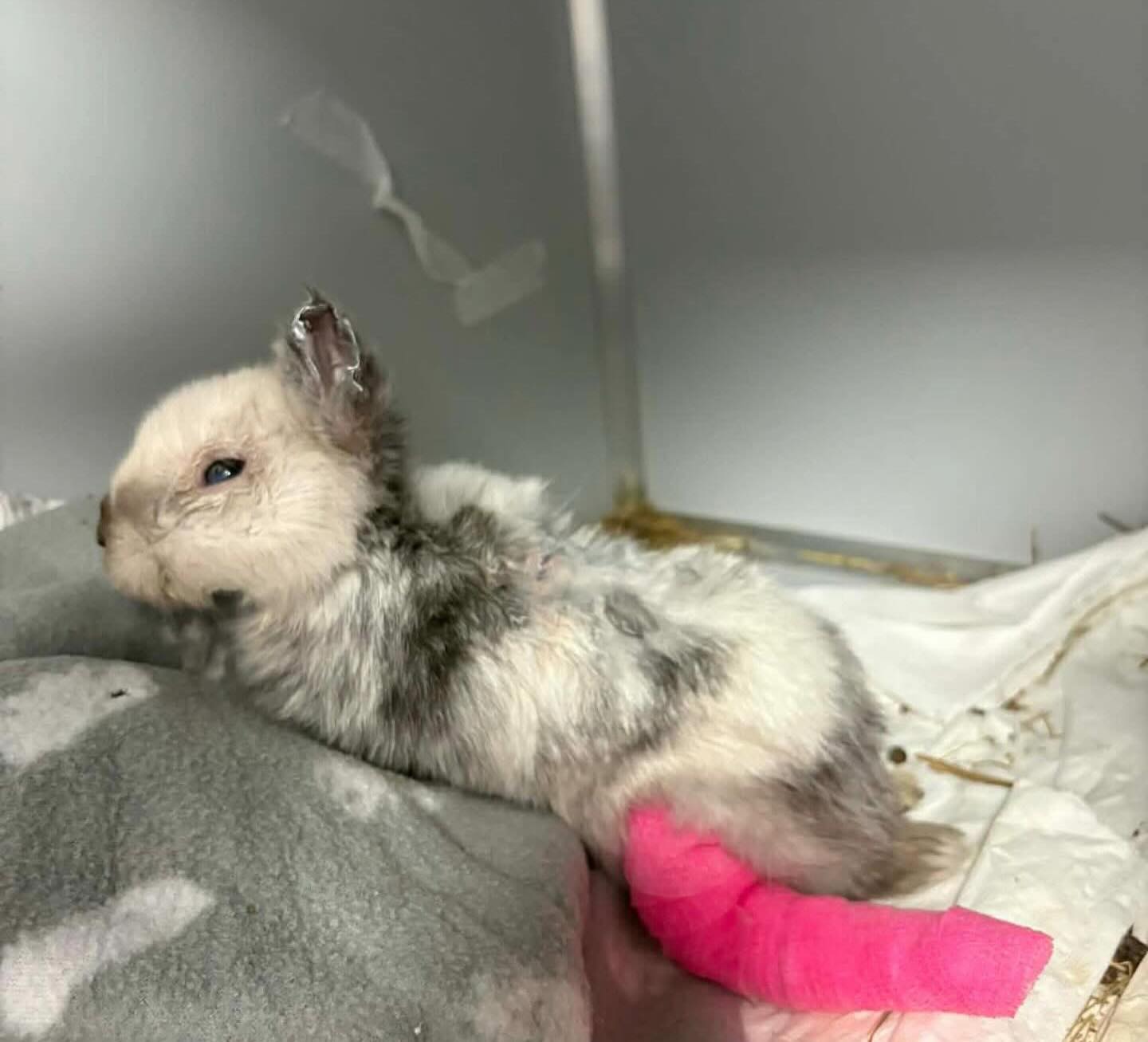 Królik Marcyś ofiarą sadysty