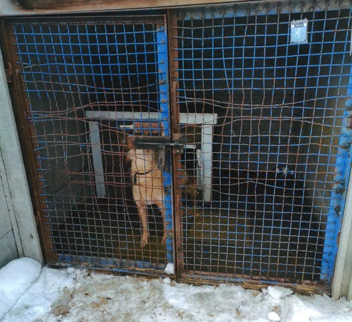 Nielegalne schronisko w Kuflewie (gmina Mrozy). Fot. Ministerstwo Rolnictwa i Rozwoju Wsi