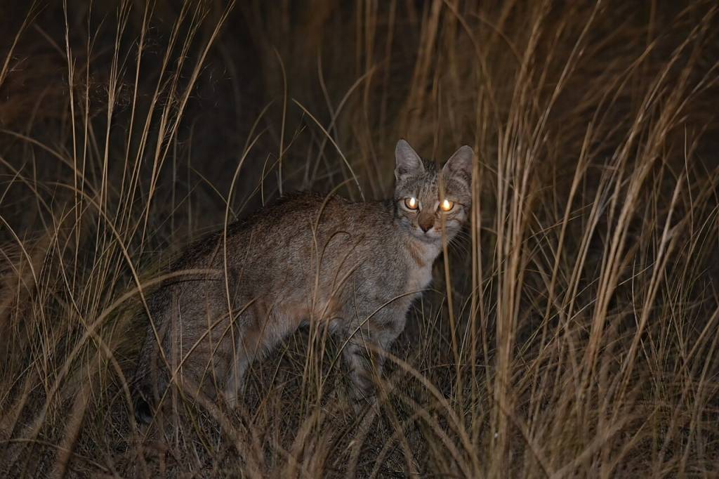 Kot nubijski, inaczej zwany żbikiem afrykańskim, uważany jest za przodka naszych kotów domowych