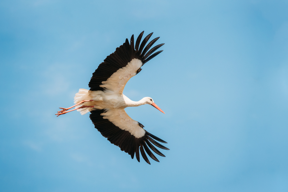 Bociany z Afryki lecą już do Polski