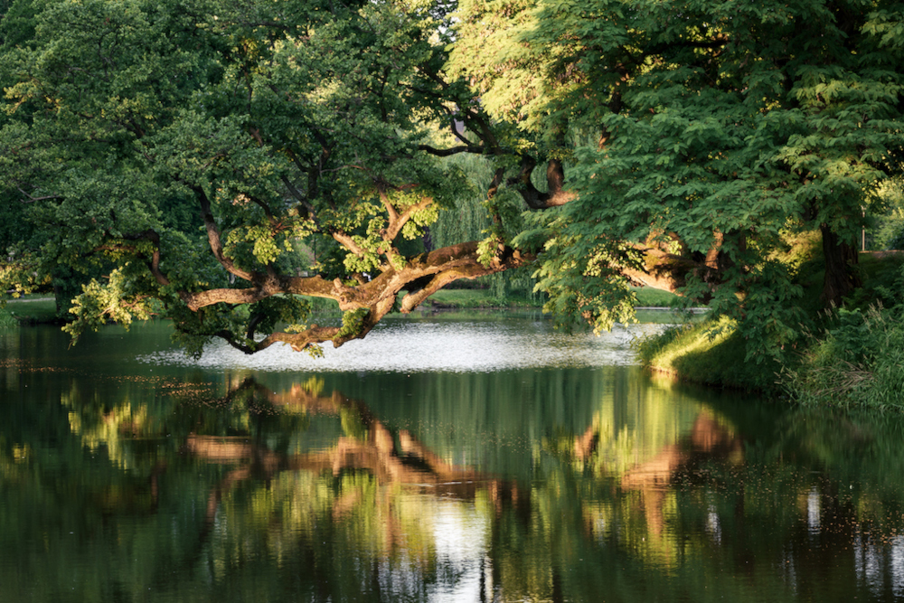 Krzywe Drzewo w Szydłowcu. Fot. Krzysztof Karpiński