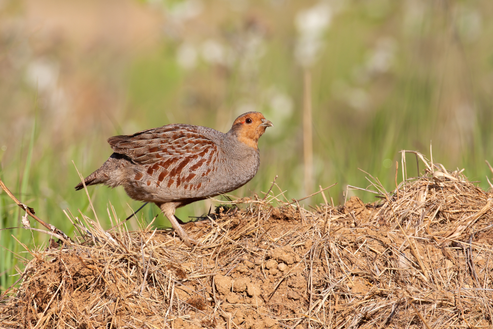 Poznaj kuropatwę zwyczajną w Polsce: wygląd, upierzenie, tryb życia, zachowanie, dieta oraz zagrożenia dla populacji. Dowiedz się, jak rozpoznać kuropatwę i gdzie ją spotkać.