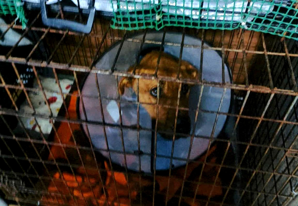 Nielegalne schronisko w Kuflewie